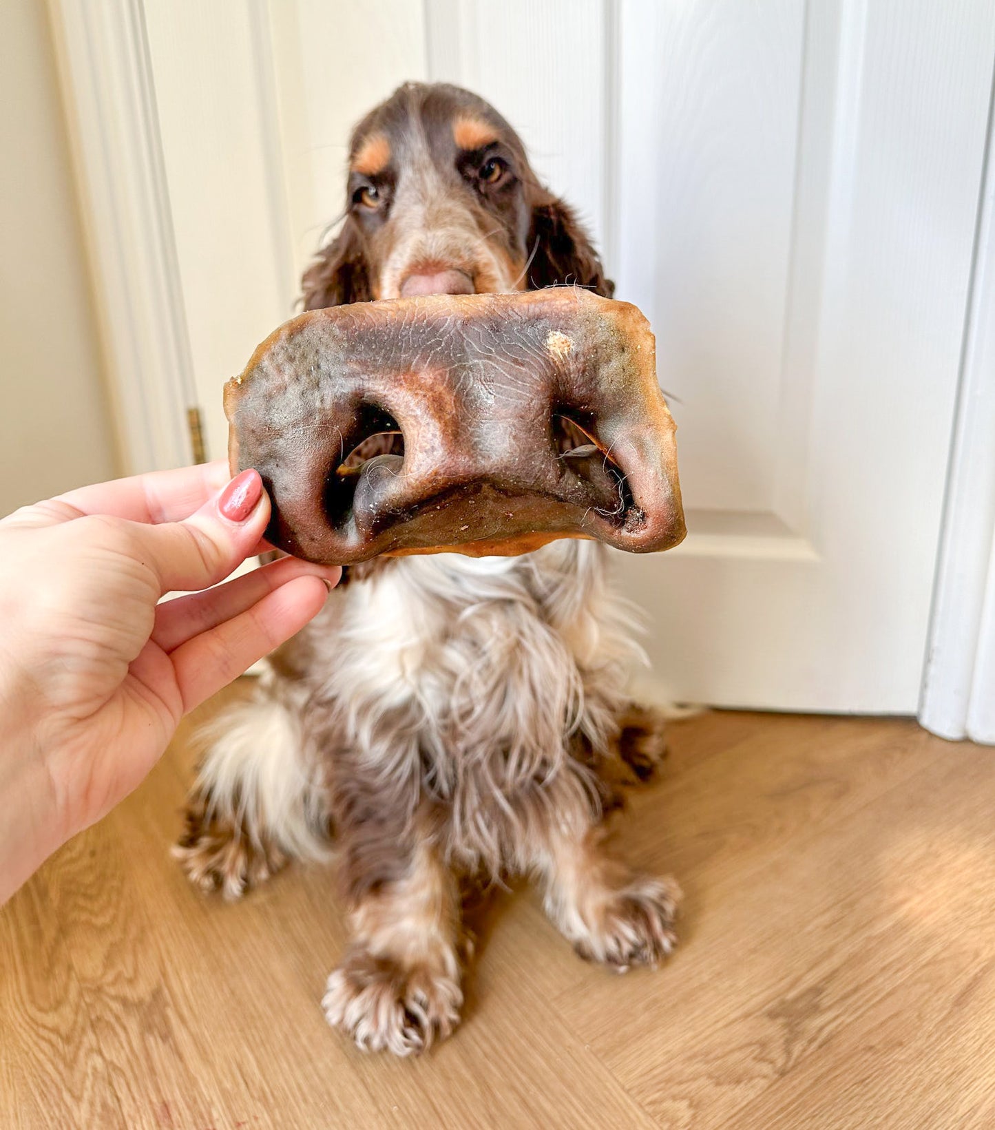 Large Cow Snout
