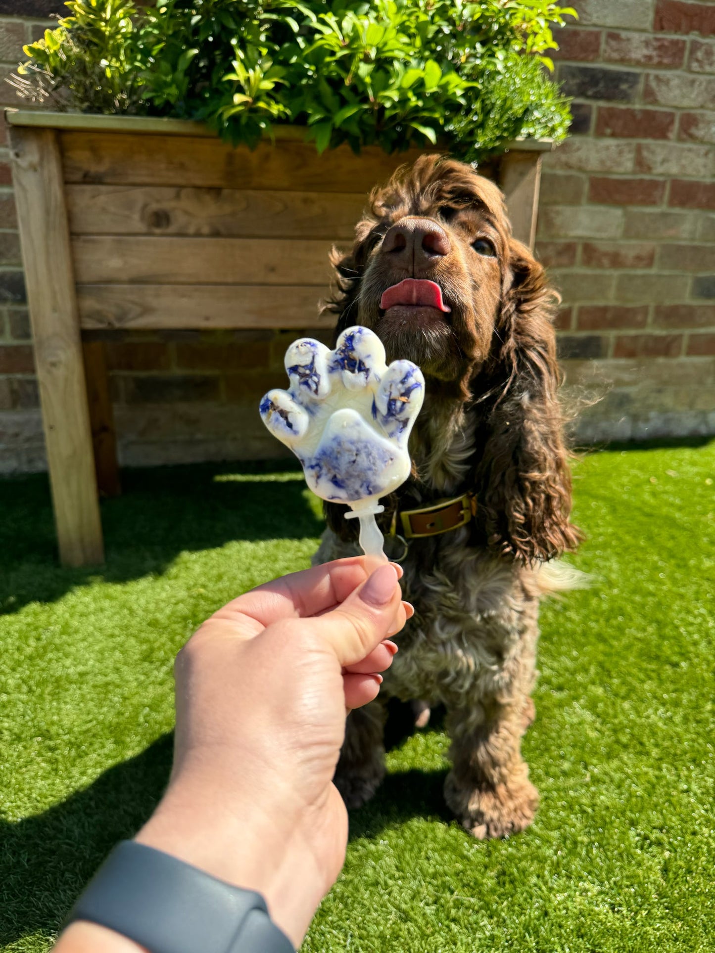 Edible Cornflower Petals
