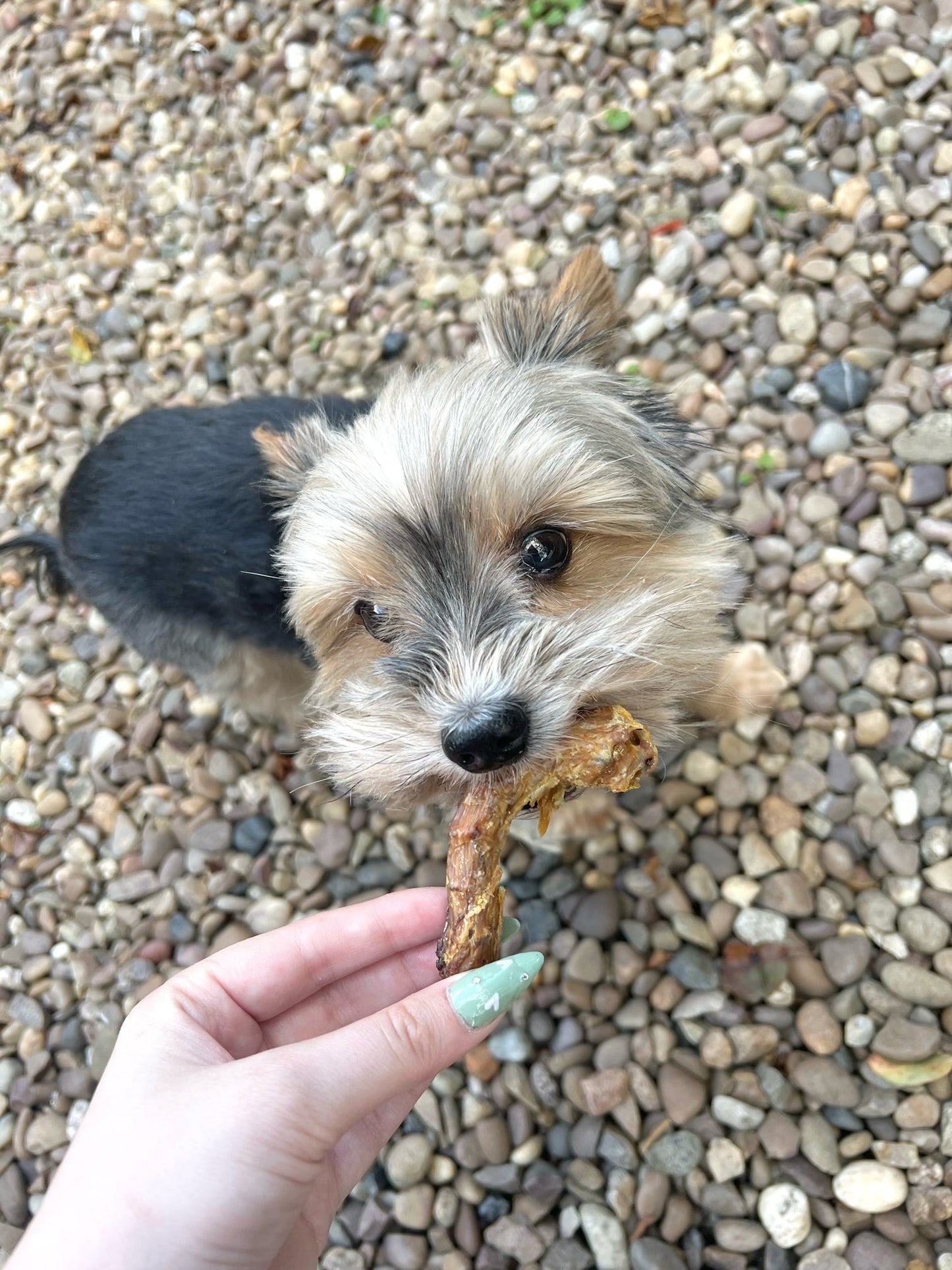 Chicken Necks