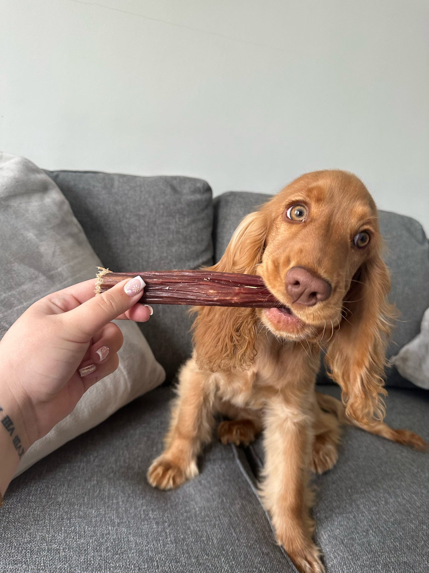 Beef Throat Gullet