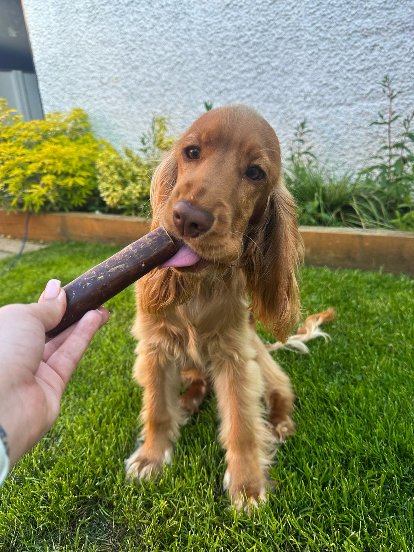 Beef Throat Gullet