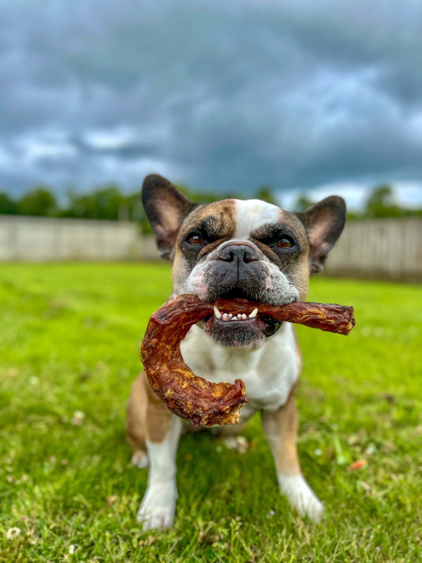 Turkey Necks