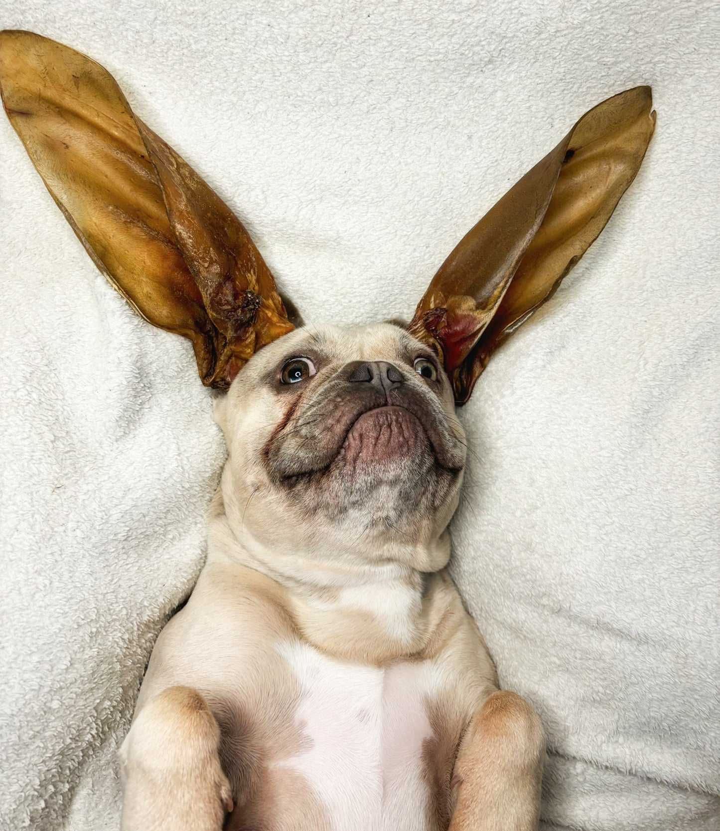 Hairless Buffalo Ear