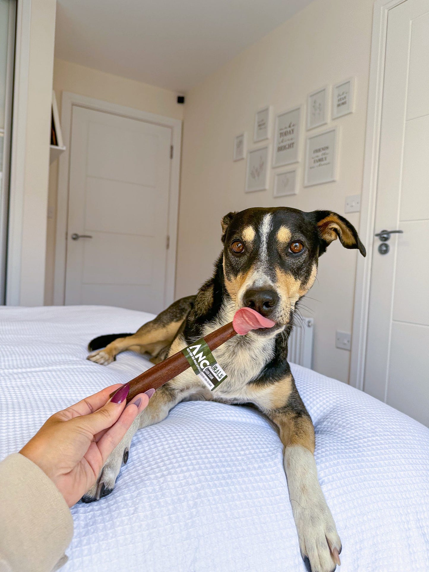 Anco Buffalo Collagen Cigars