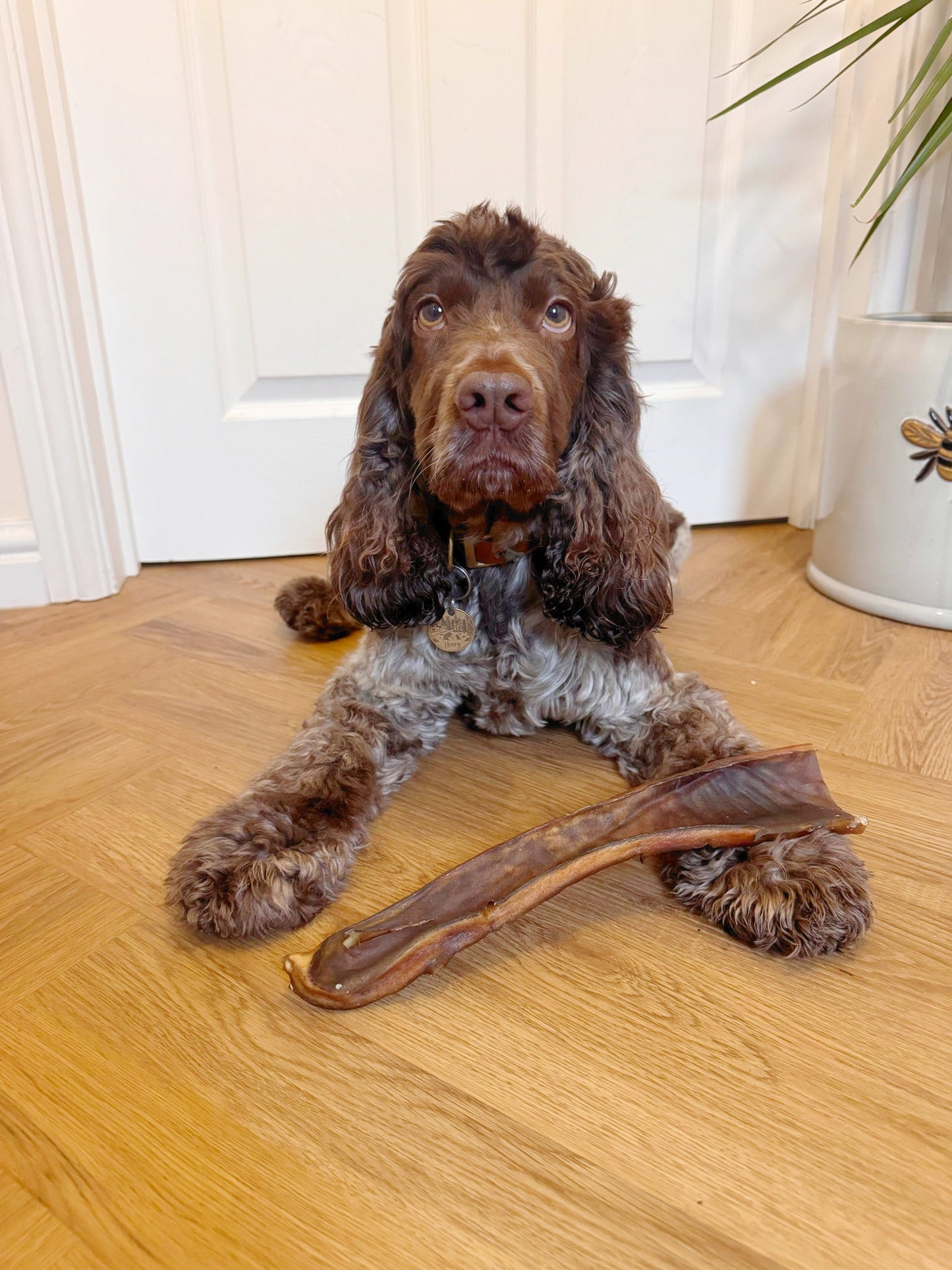 Camel Skin Stick 25/30cm