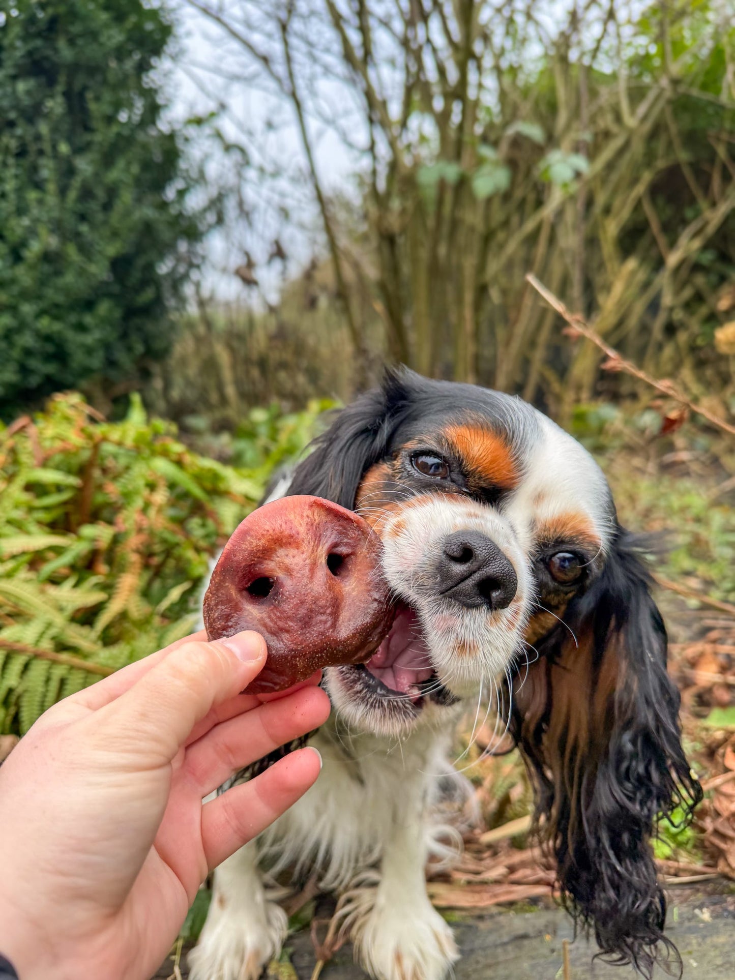 Pig Snout