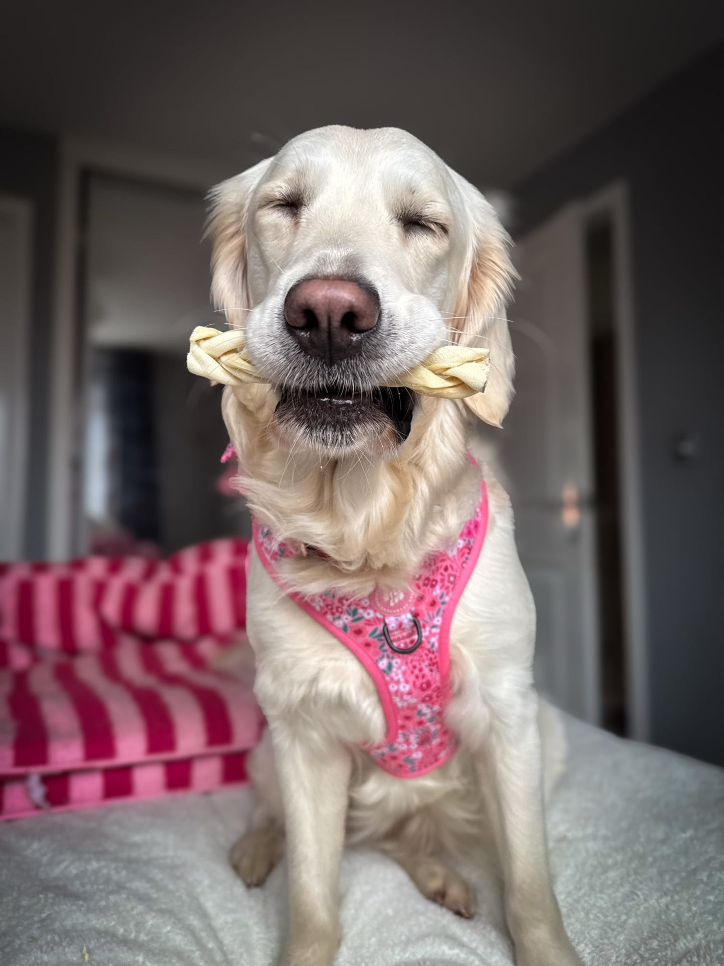 Lamb Braid