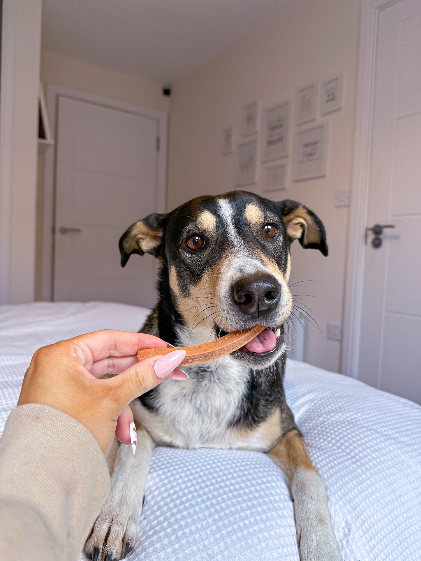 Beef & Peanut Strips