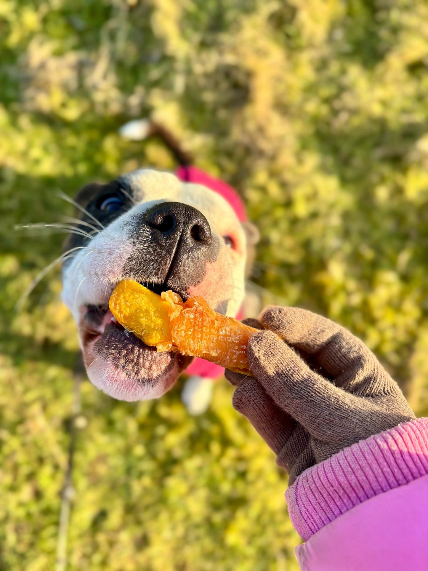 Mango Chunks Wrapped Chicken Breast