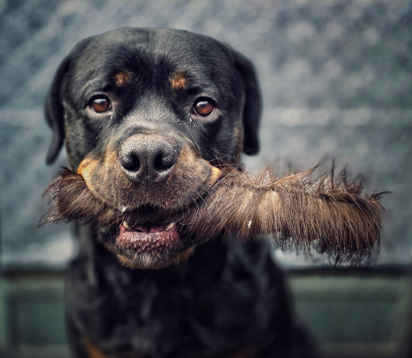 JUMBO Hairy Buffalo Roll