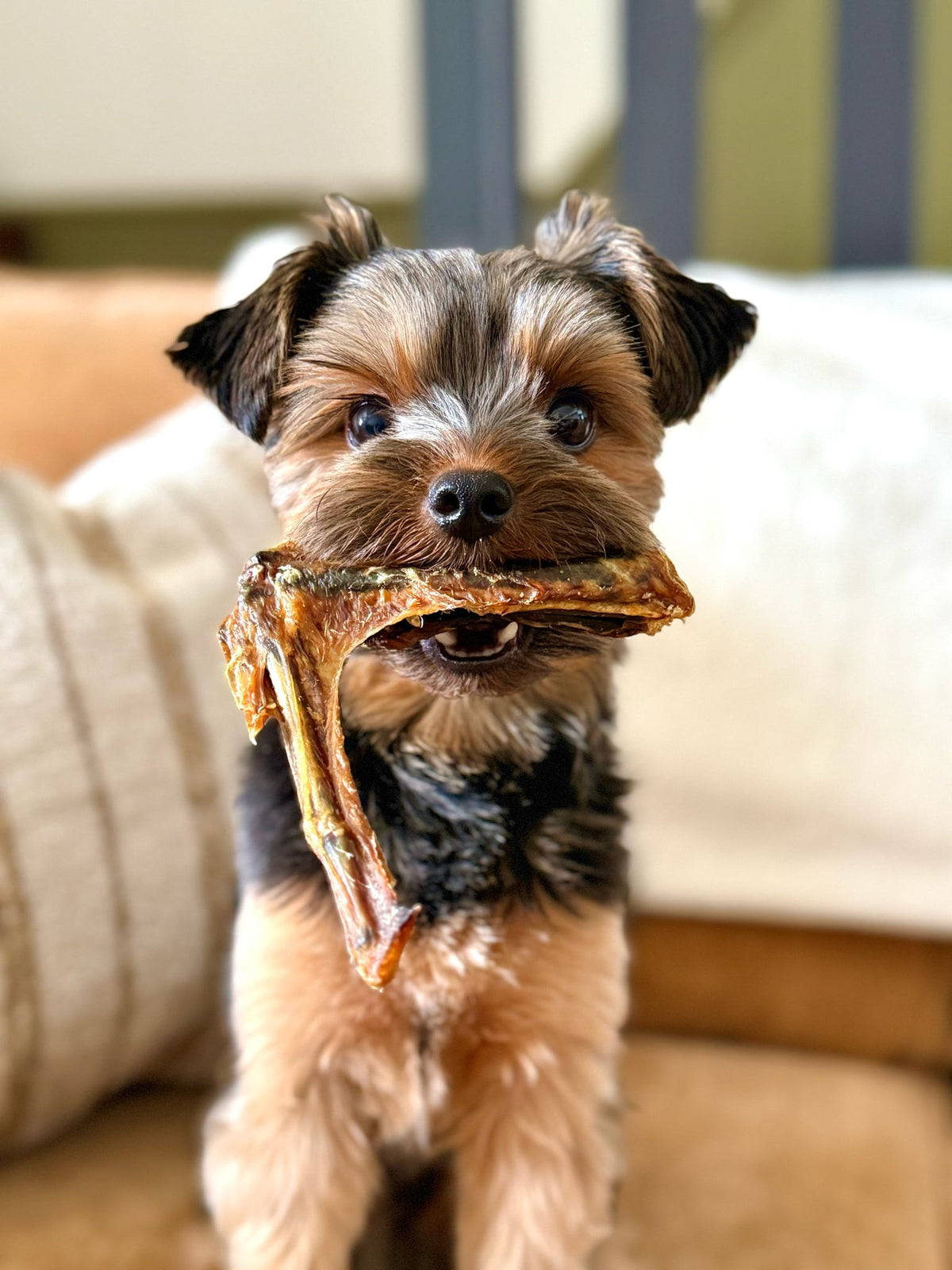 Duck Wing