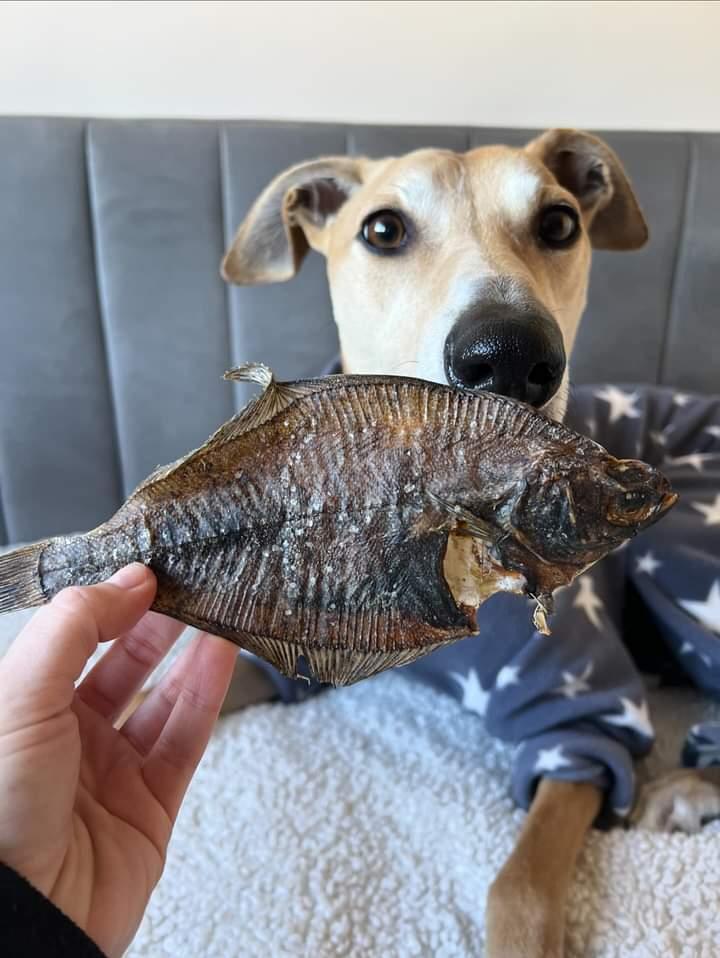Flounder Fish