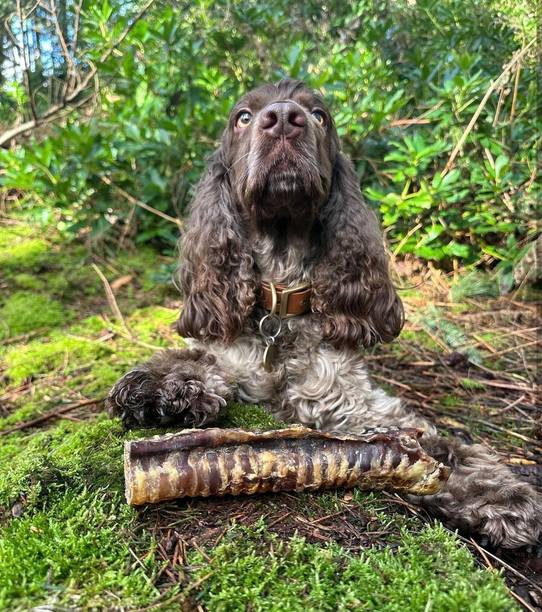 Beef Trachea 20cm