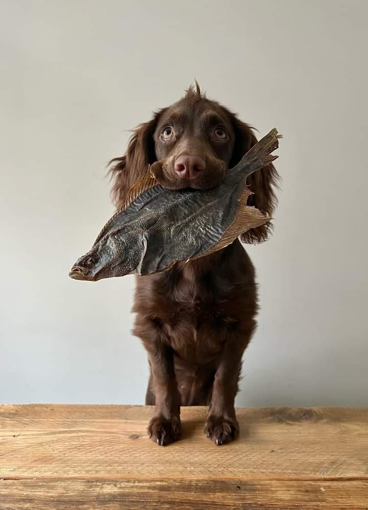 Flounder Fish