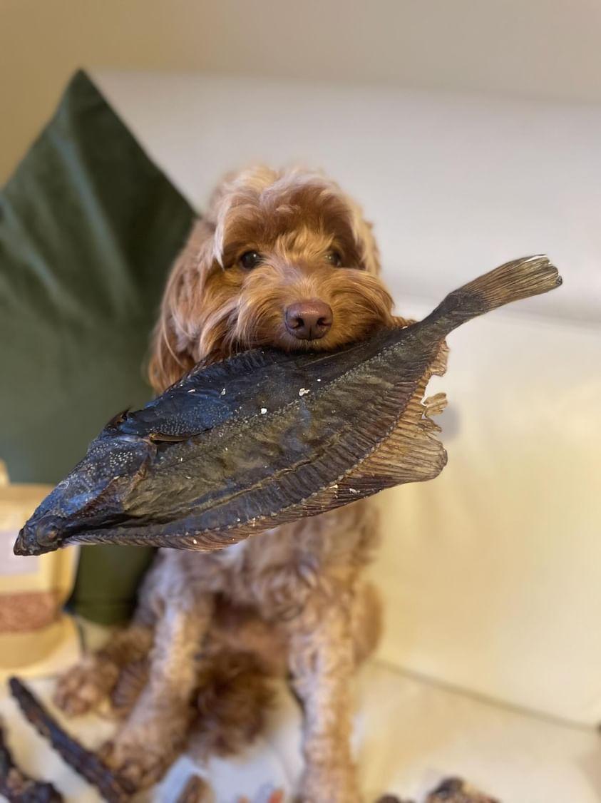 Flounder Fish