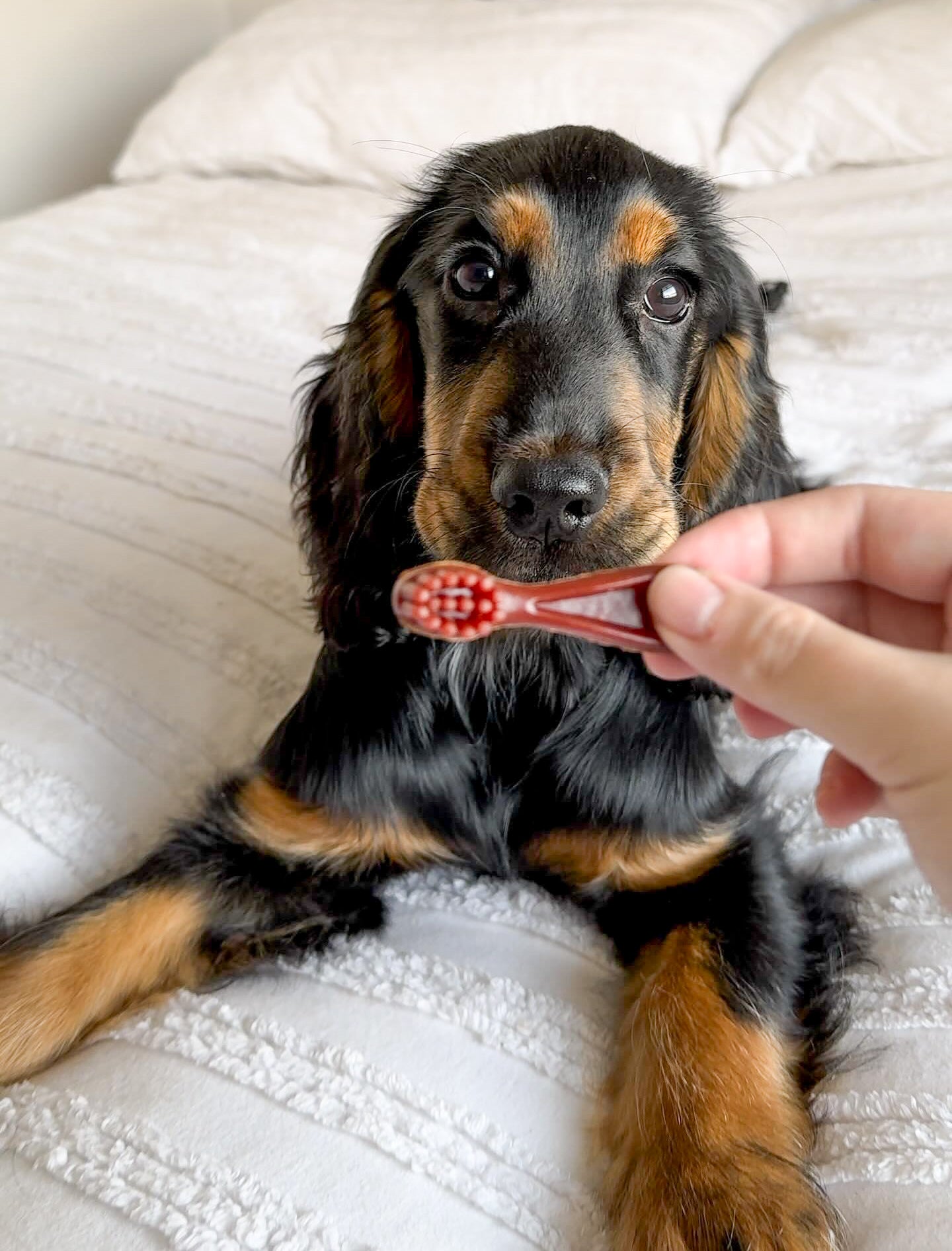 Small Veggie Dental Toothbrush