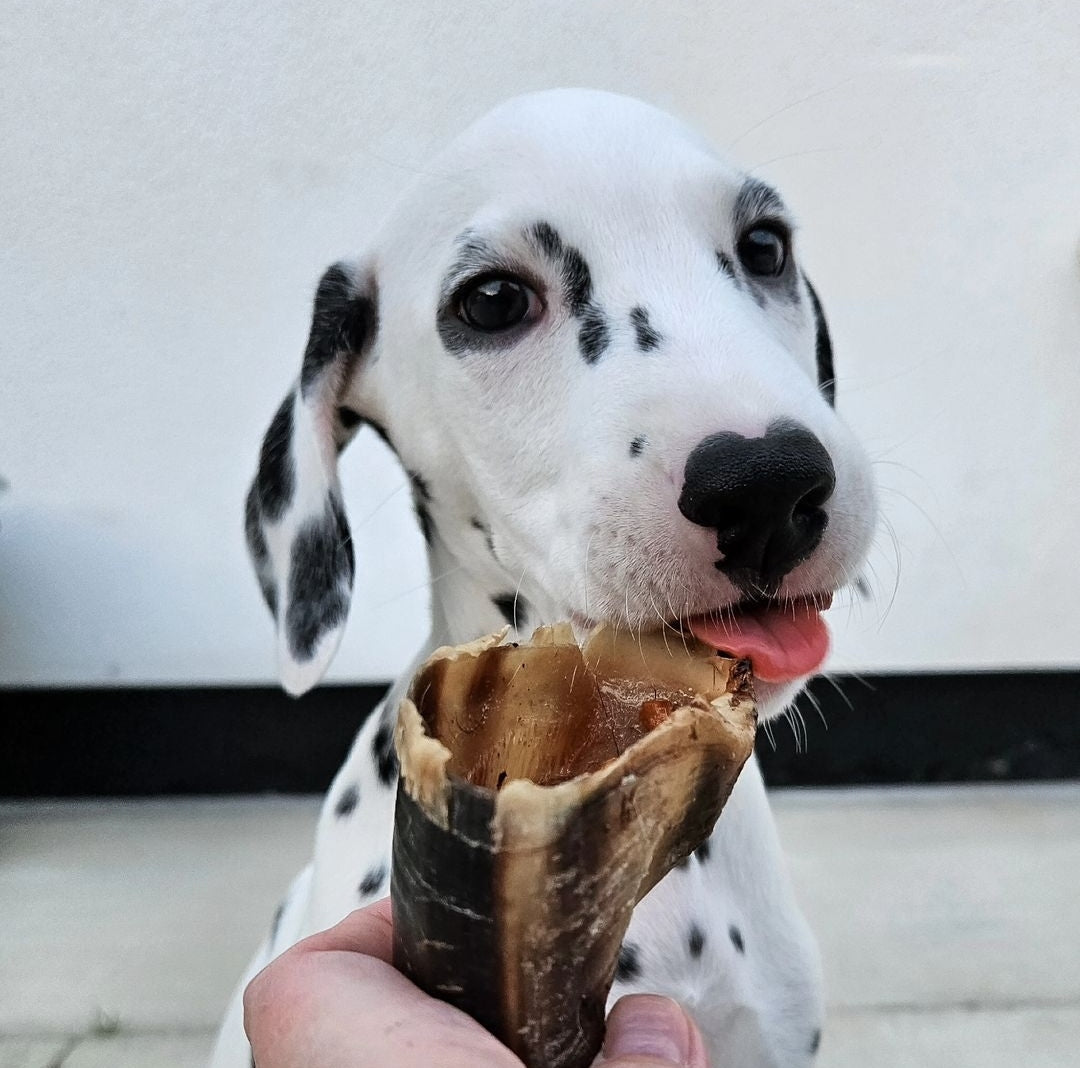 Cow Hoof
