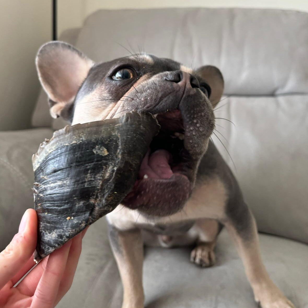 Cow Hoof