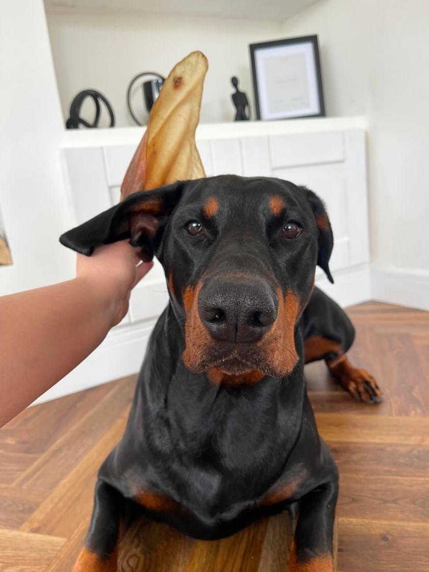Hairless Buffalo Ear