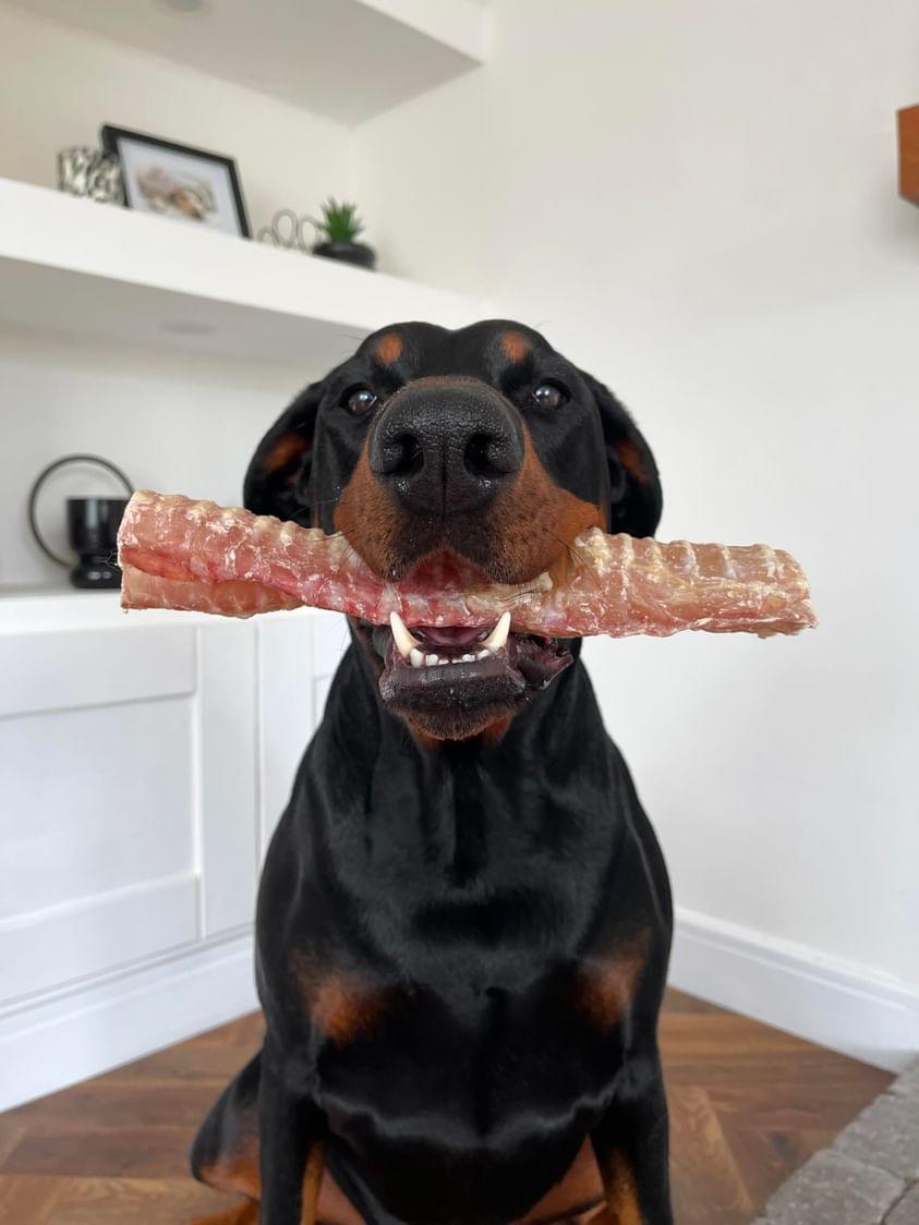 Beef Trachea 30cm
