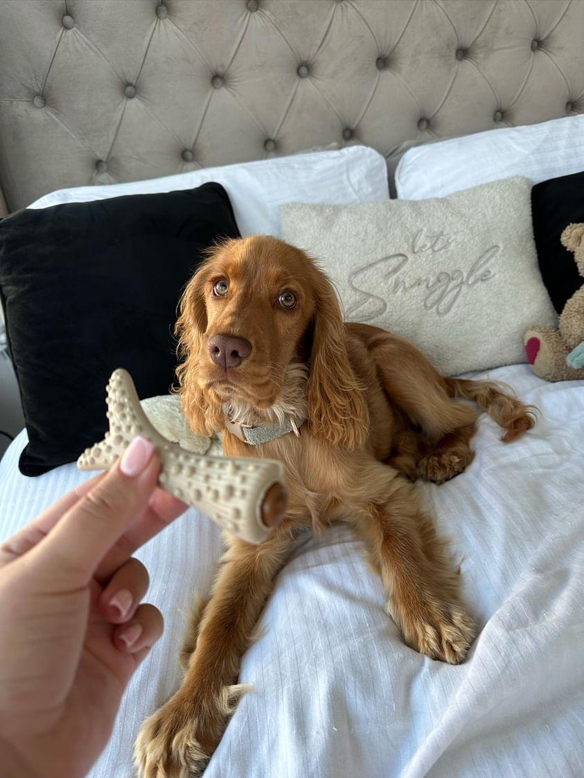Peanut Butter Antler
