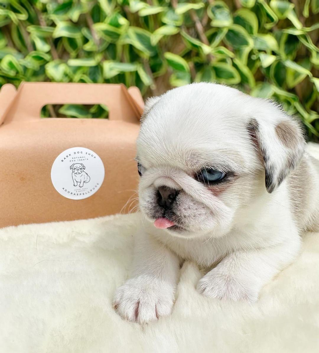 Puppy Box | Welcome Pack