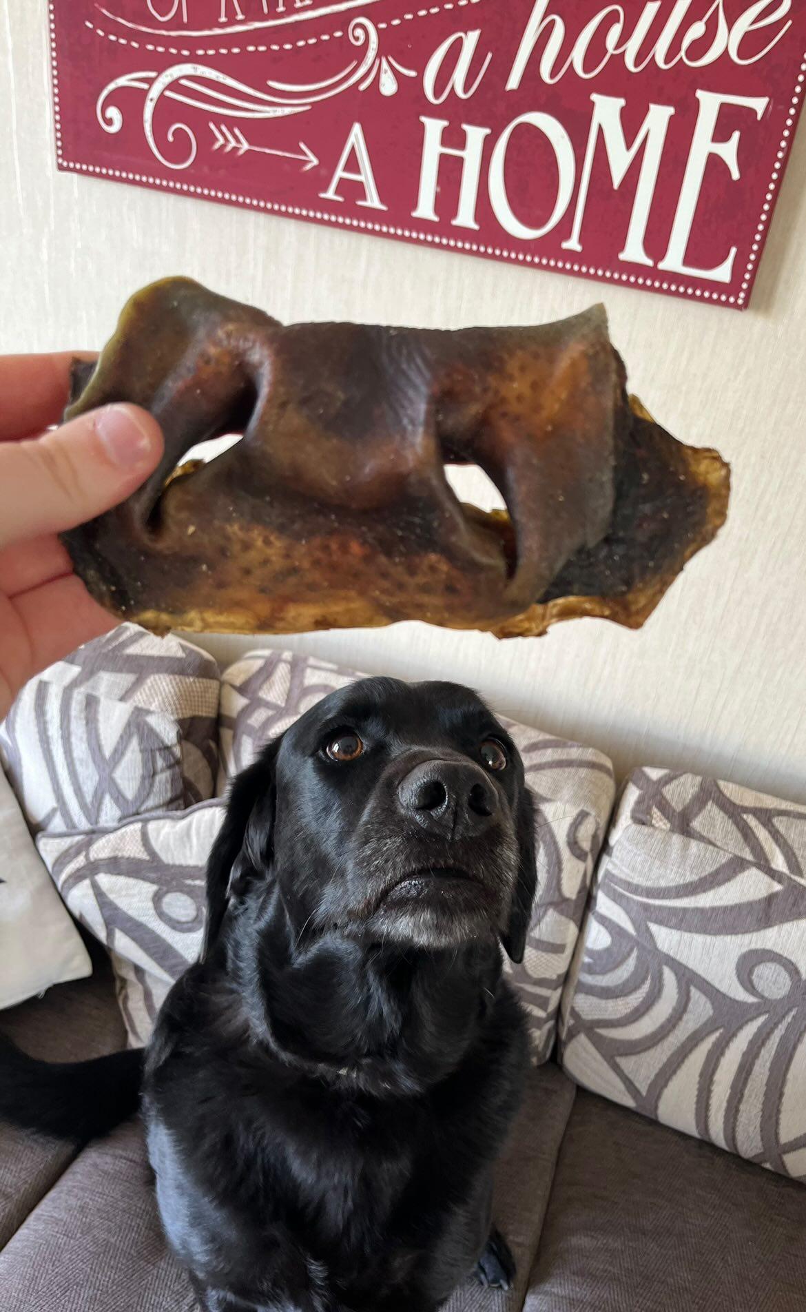 Large Cow Snout