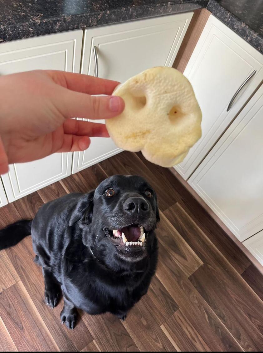 Puffed Pig Snout
