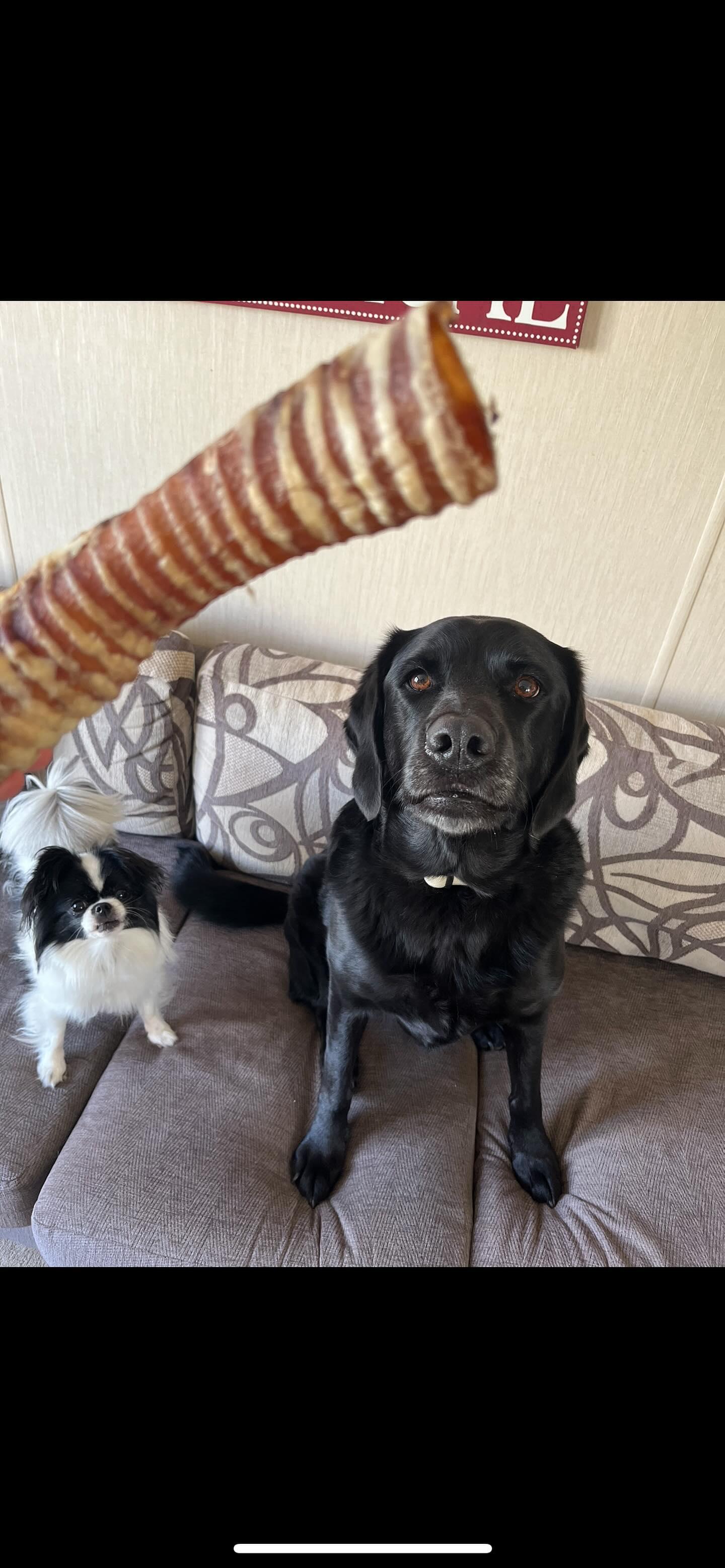 Beef Trachea 20cm