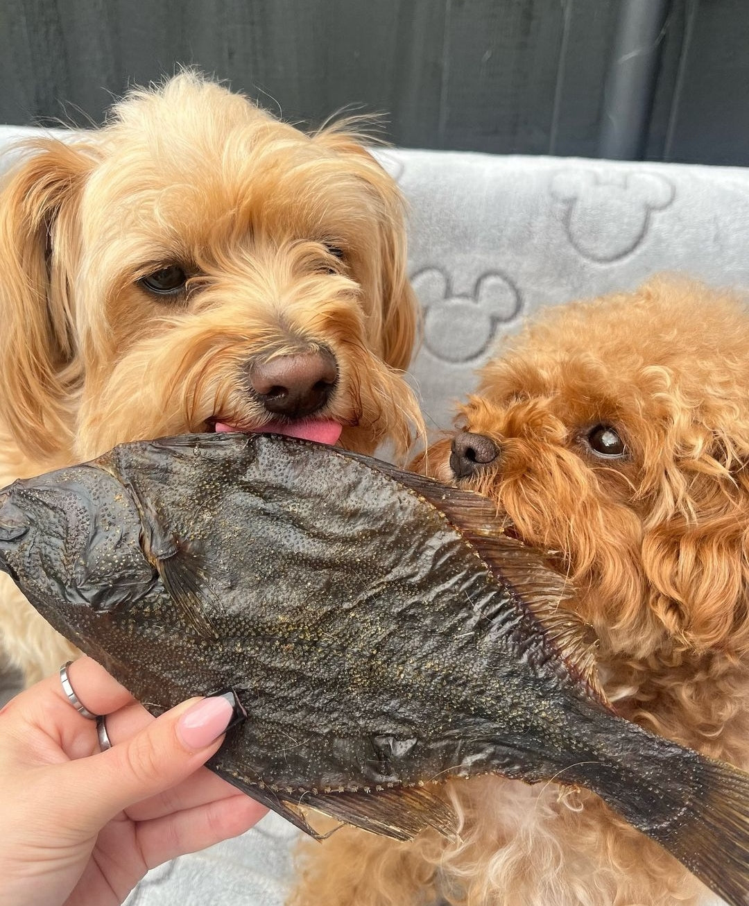 Flounder Fish