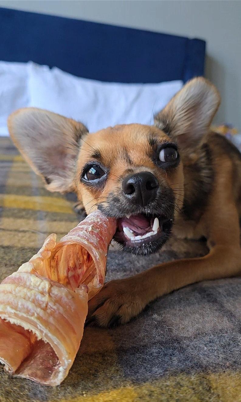 Beef Trachea 30cm