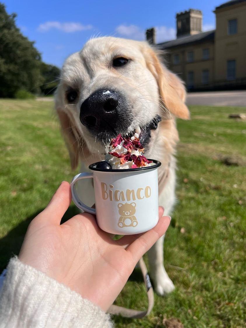 Personalised Pup Cups