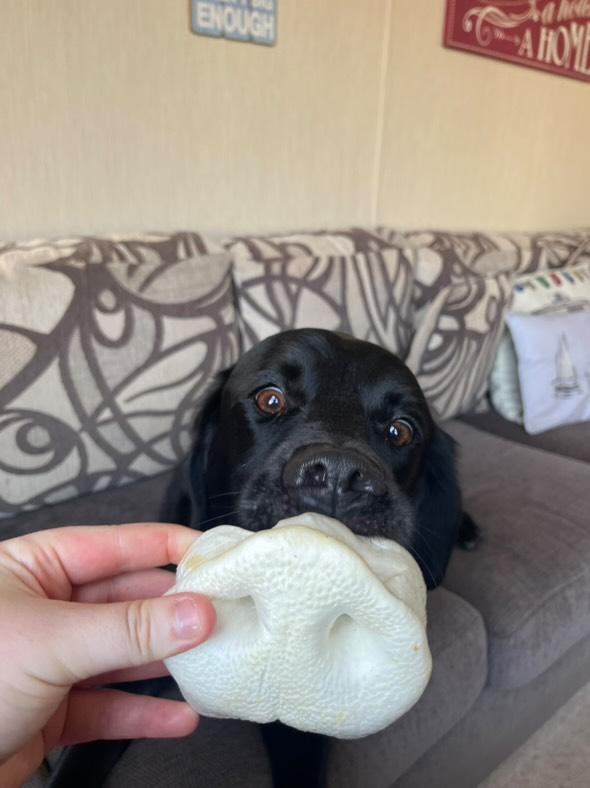 Puffed Pig Snout