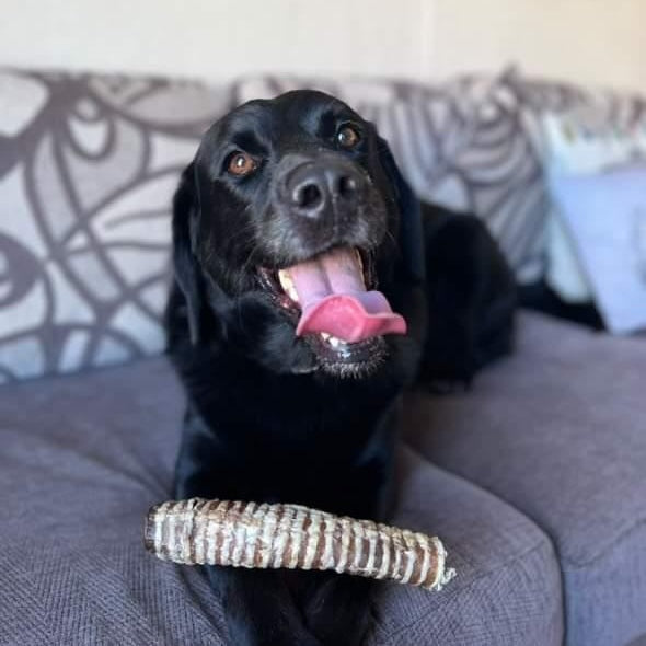 Beef Trachea 20cm