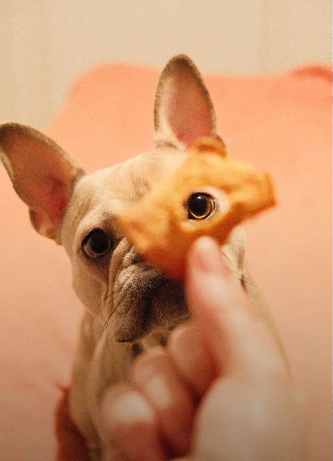 Dried Pear
