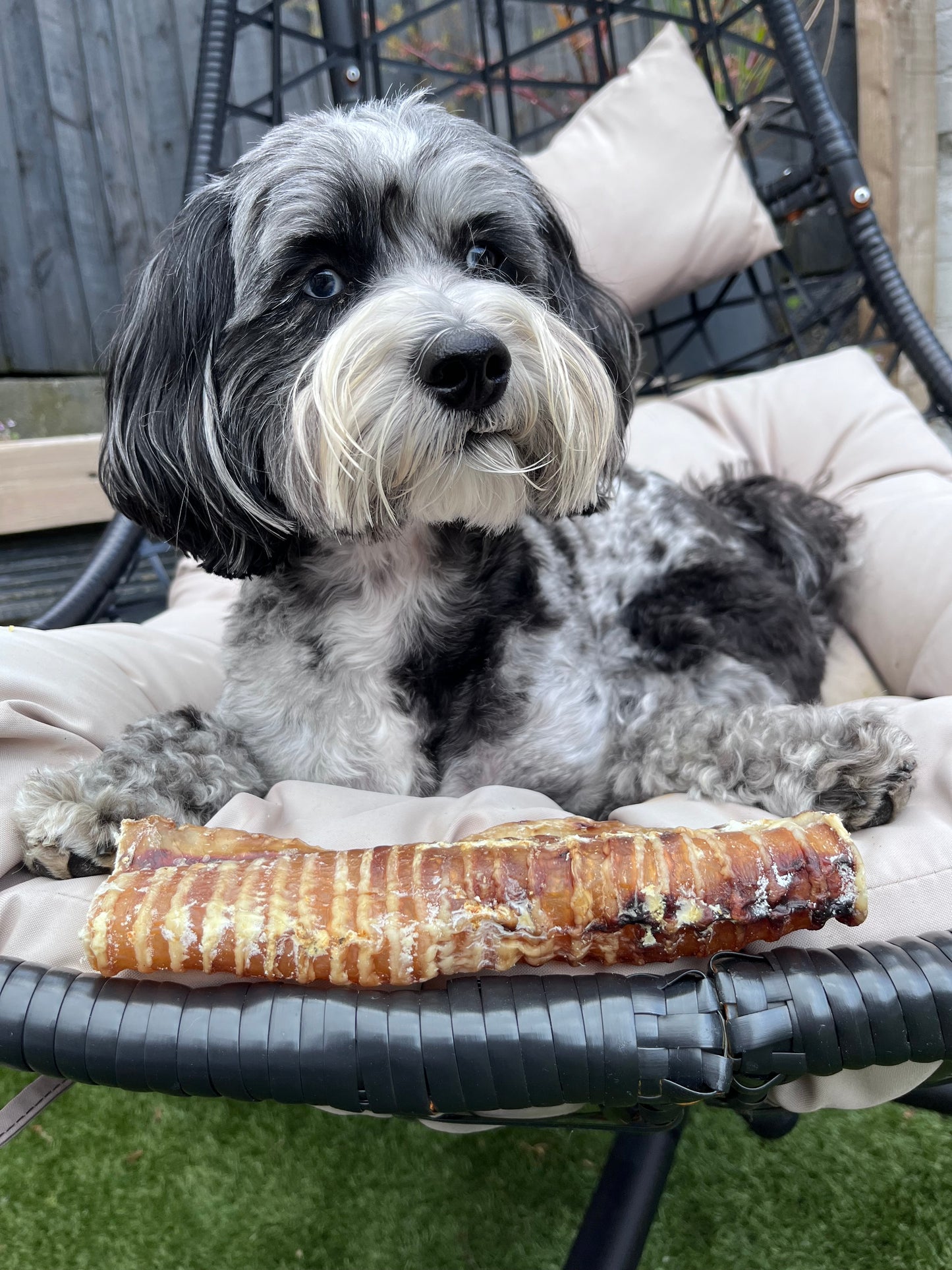 Beef Trachea 20cm