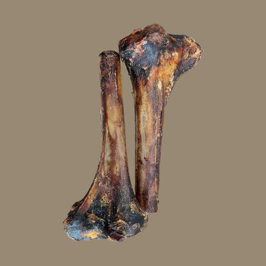 Ostrich Tibia Bone | Large