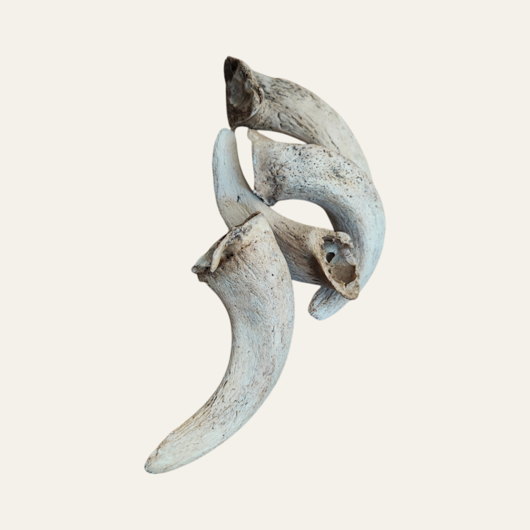 Anco Lamb Horn Marrows