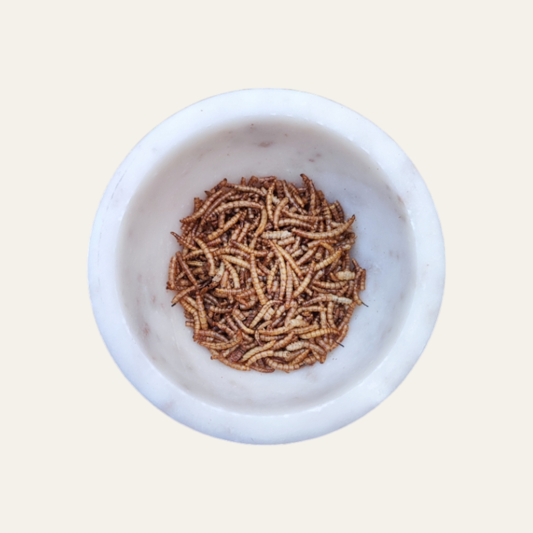 Dried Mealworms