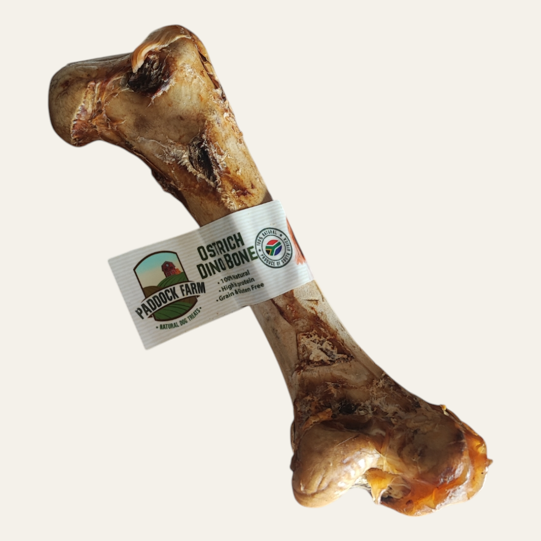 Ostrich Dino Bone