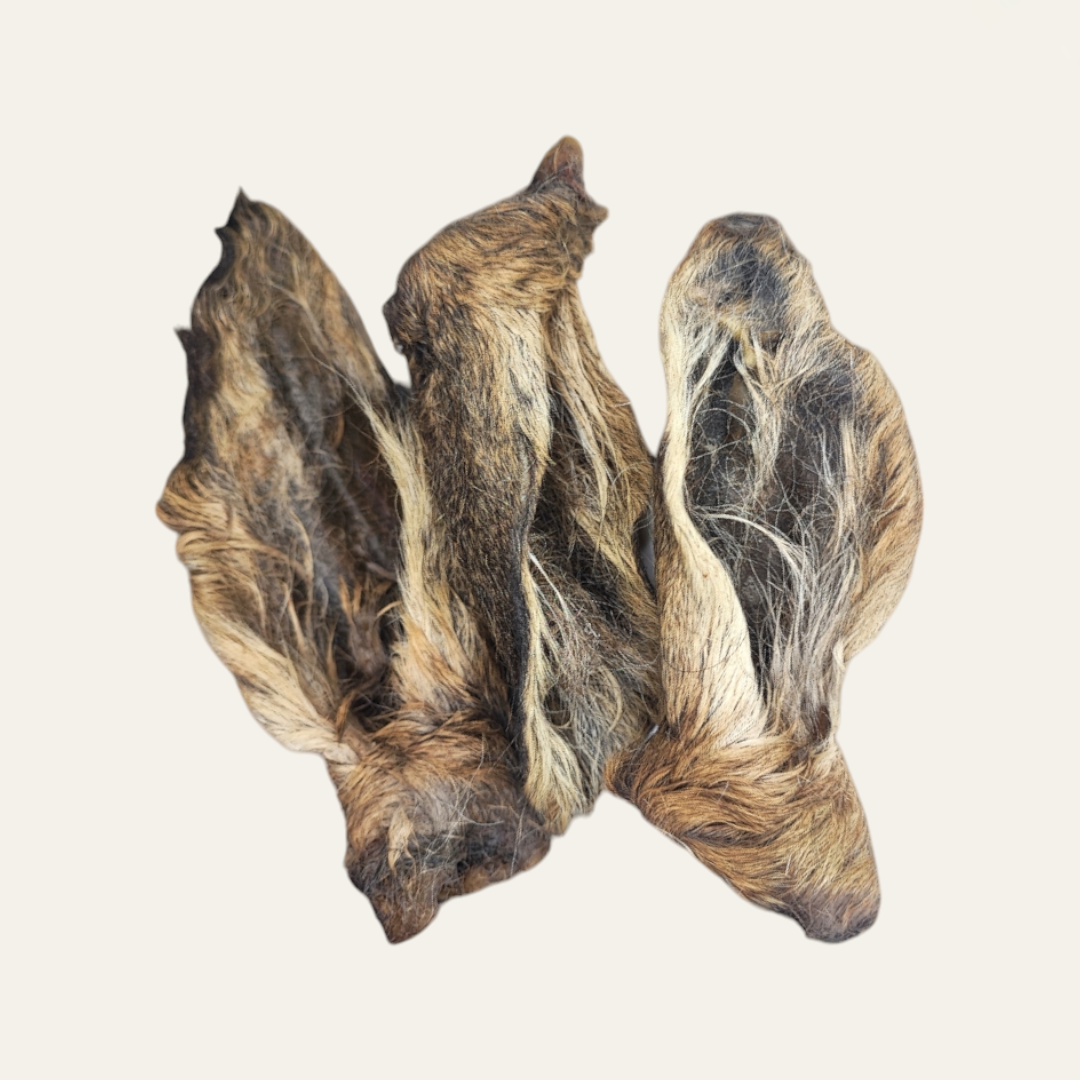 Hairy Venison Ear