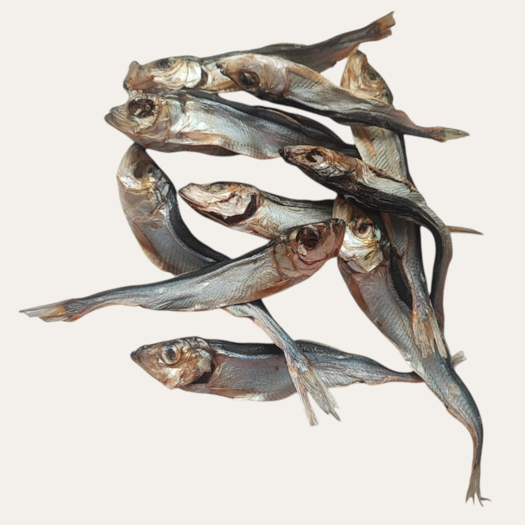 Herring