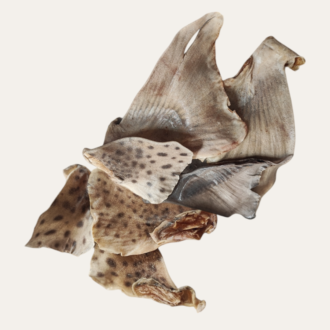 Fish Fins