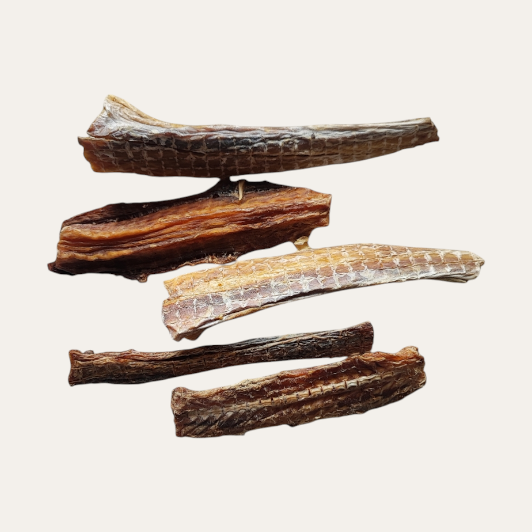 Fish Cartilage