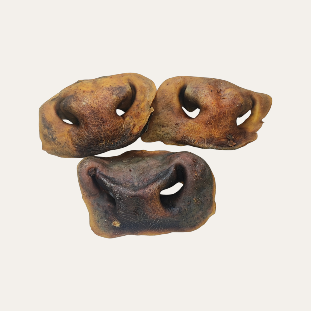 Large Cow Snout