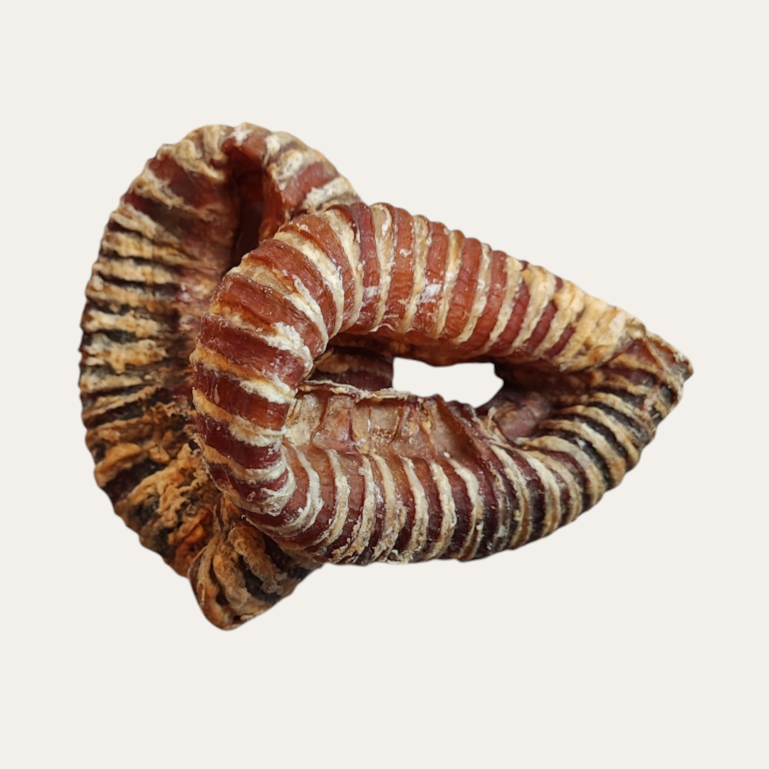 Beef Trachea Rings