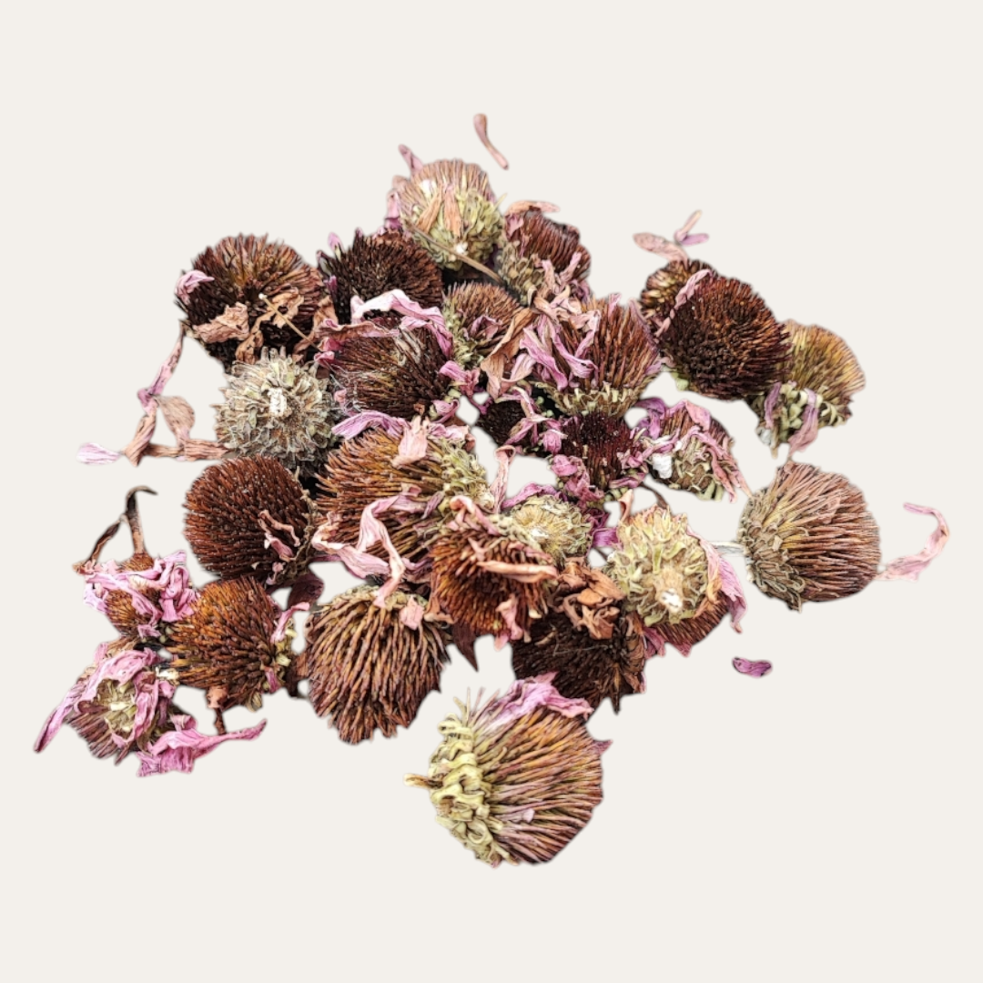 Echinacea Flowers