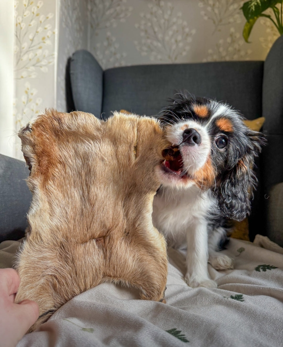 Hairy Beef Bark | M/L