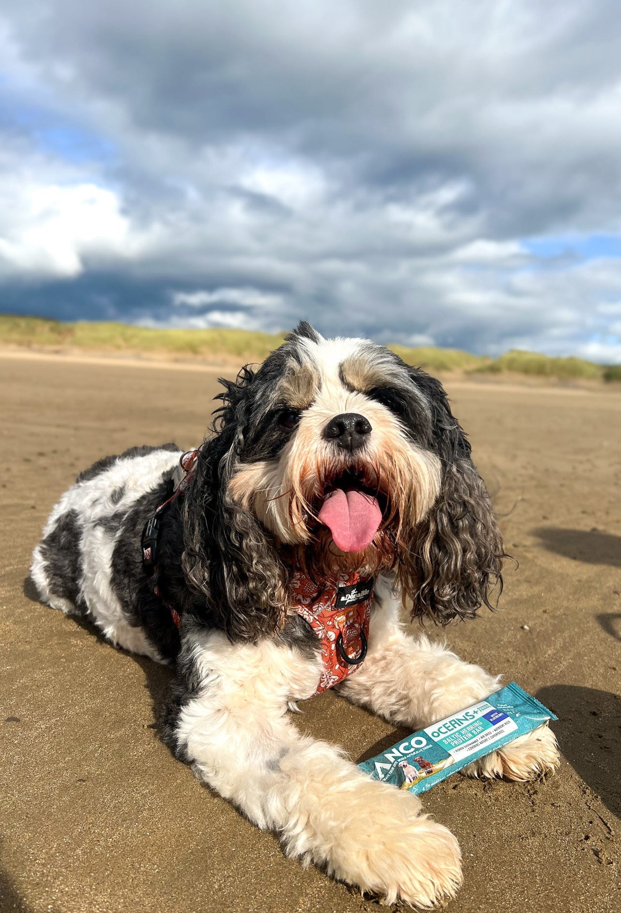 Anco Oceans+ Protein Bar with Blueberry