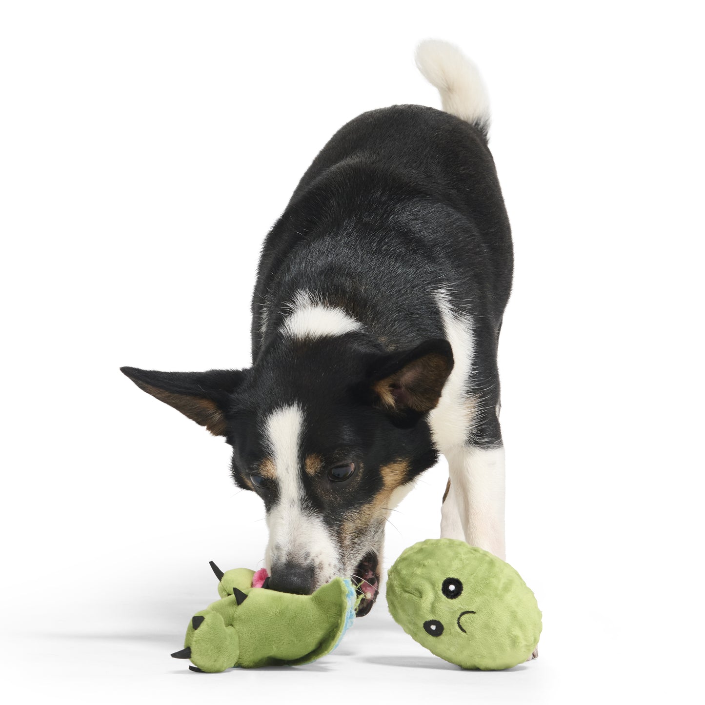 BARK Consuela Cactus | 2 in 1